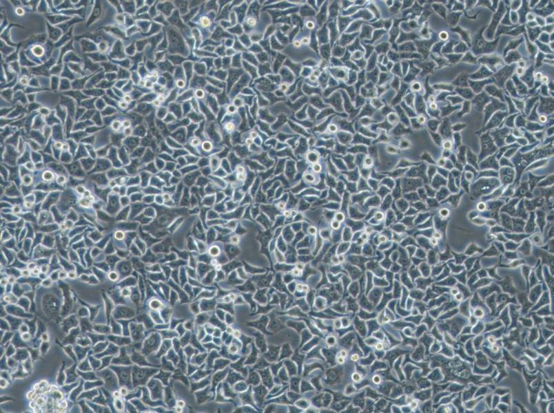 Hela S3 Cell Complete MediumHela S3 Cell Complete Medium - 3