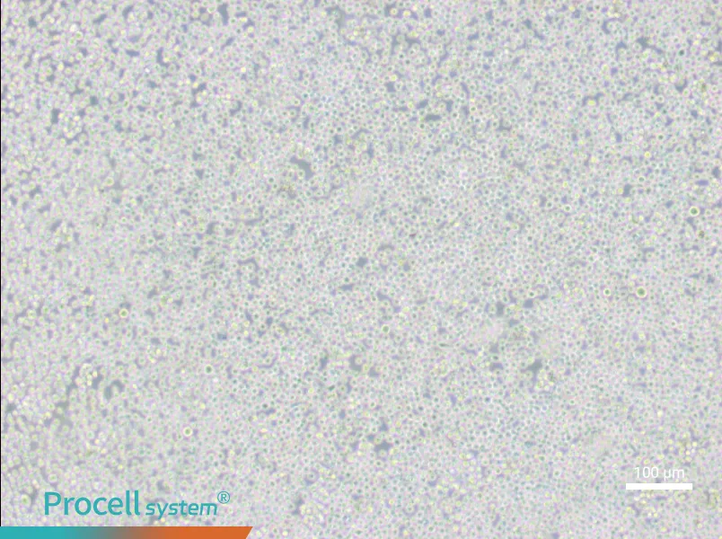 MEL Cell Complete Medium - 2