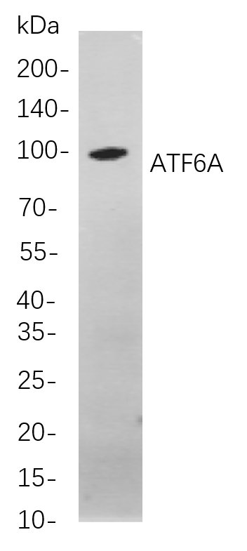 Recombinant ATF6A Monoclonal Antibody-searchlist-1