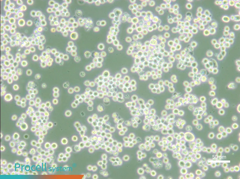 MR1 Cell Complete Medium - small - 6