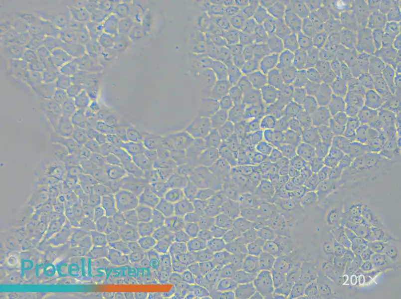 BxPC-3 Cell Complete Medium - small - 4