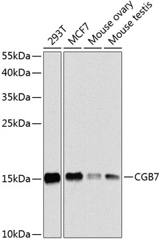 Western blot analysis of extracts of various cell lines using CGB7 Polyclonal Antibody at 1:1000 dilution.