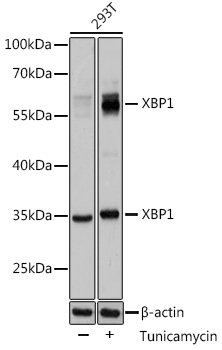 Western blot analysis of extracts of 293T cells using XBP1 Polyclonal Antibody at 1:1000 dilution.293T cells were treated by tunicamycin (2 ug/ml) for 8 hours.