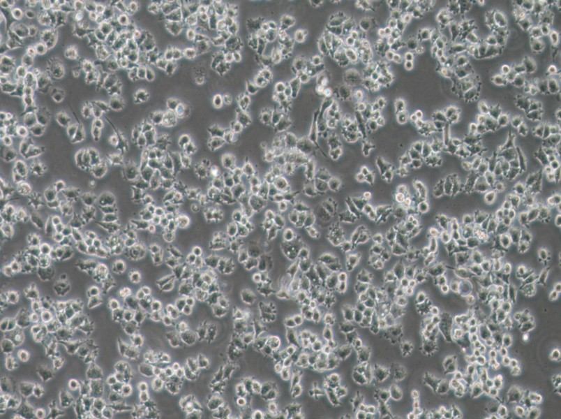 A-427 Cell Complete Medium-searchlist-1