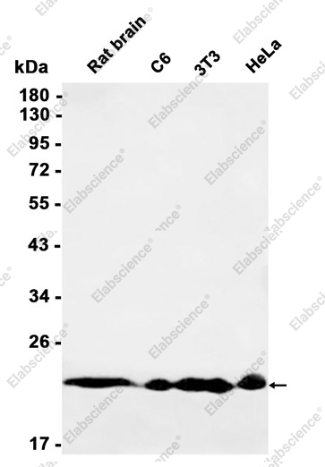 Recombinant RAB22A Monoclonal Antibody - 1