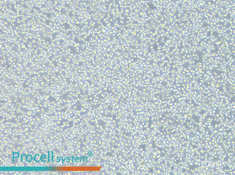 S-180 Cell Complete Medium - 2