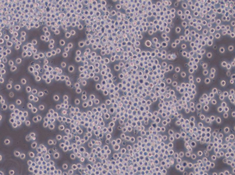 Sp2/0-Ag14[SP2/0] Cell Complete MediumSp2/0-Ag14[SP2/0] Cell Complete Medium - 3