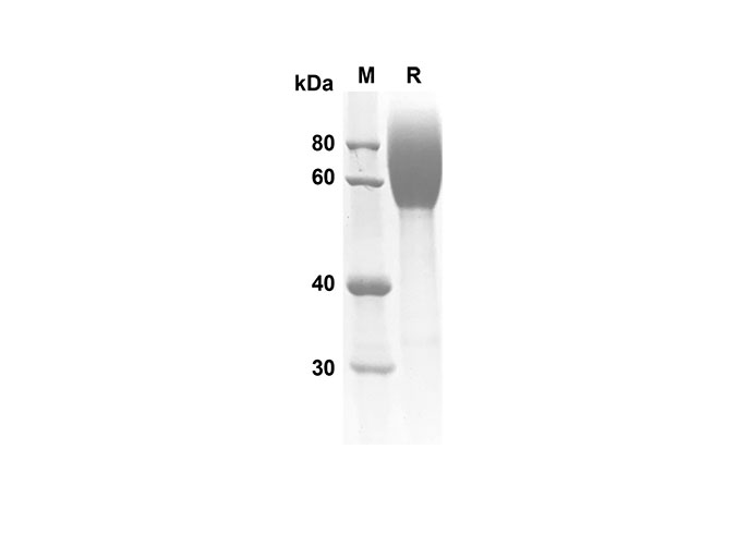 Recombinant Mouse CD244 Protein(Fc Tag)-1