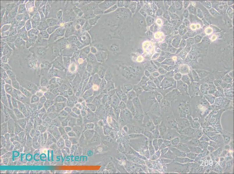 Panc 10.05 Cell Complete Medium - small - 5