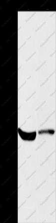 KCNA7 Polyclonal Antibody - 1
