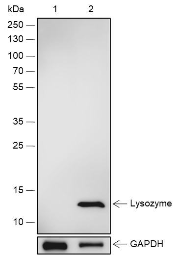 Recombinant Lysozyme Monoclonal Antibody-searchlist-1