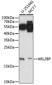 Western blot analysis of extracts of various cell lines using ARL2BP Polyclonal Antibody at 1:1000 dilution.