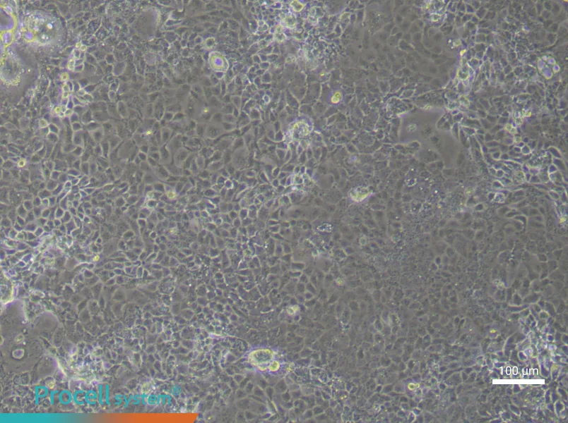 Mouse Corneal Epithelial (Primary cell immortalization) Cell Complete Medium - 2