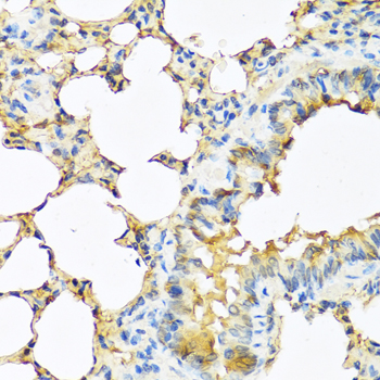 Immunohistochemistry of paraffin-embedded Mouse lung using TSHB Polyclonal Antibody at dilution of  1:100 (40x lens).