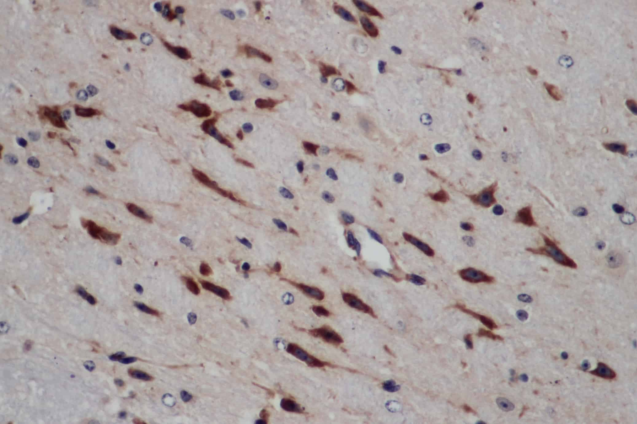 Immunohistochemistry of paraffin-embedded Mouse brain using ERG Polyclonal Antibody at dilution of 1:50