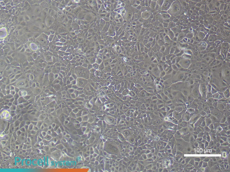 Mouse Colonic Mucosal Epithelial (Primary cell immortalization) Cell Complete Medium - 3