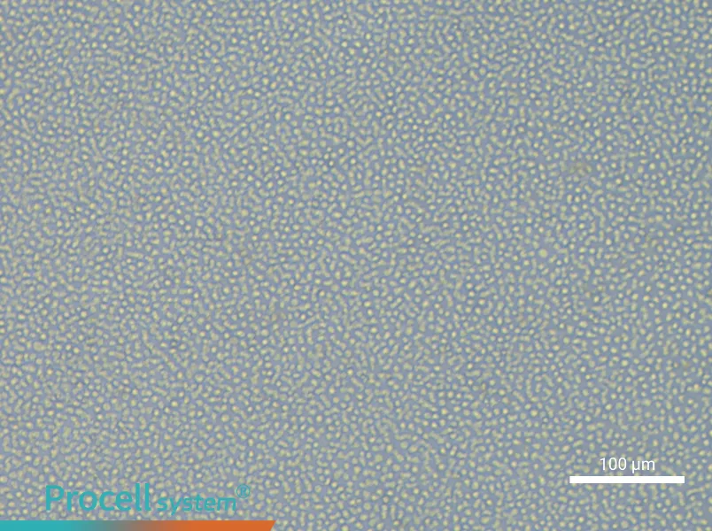 ML-2 Cell Complete MediumML-2 Cell Complete Medium - 3