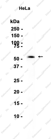 Recombinant TAB1 Monoclonal Antibody - 1