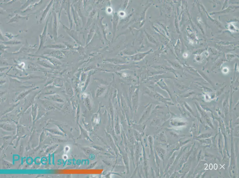 THLE-2 Cell Complete Medium - small - 4