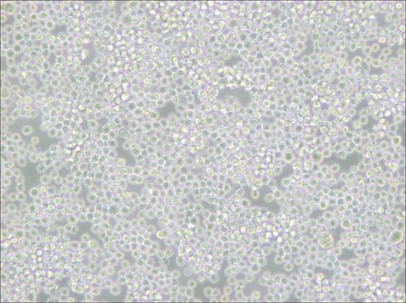 P3X63Ag8 Cell Complete Medium - 5