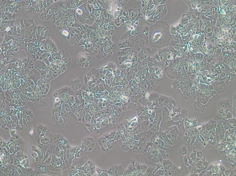 MDA-MB-415 (DMEM) Cell Complete Medium-searchlist-1