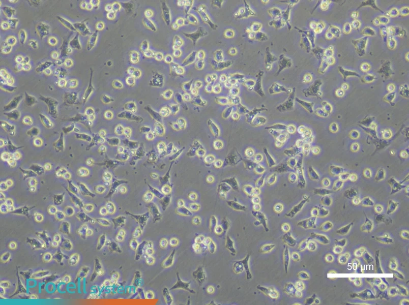 Mouse Peripheral Blood Monocyte Complete Medium - small - 6