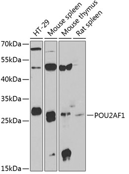 Western blot analysis of extracts of various cell lines using POU2AF1 Polyclonal Antibody at 1:1000 dilution.