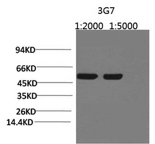 Western Blot analysis of Arabidopsis using Rubisco (Large Chain) Monoclonal Antibody at dilution of 1)1:2000 2)1:5000.