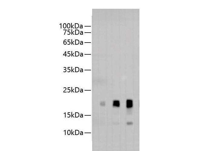 AF/LE Purified Anti-Human CD152 Antibody[9D9]-产品推荐-1