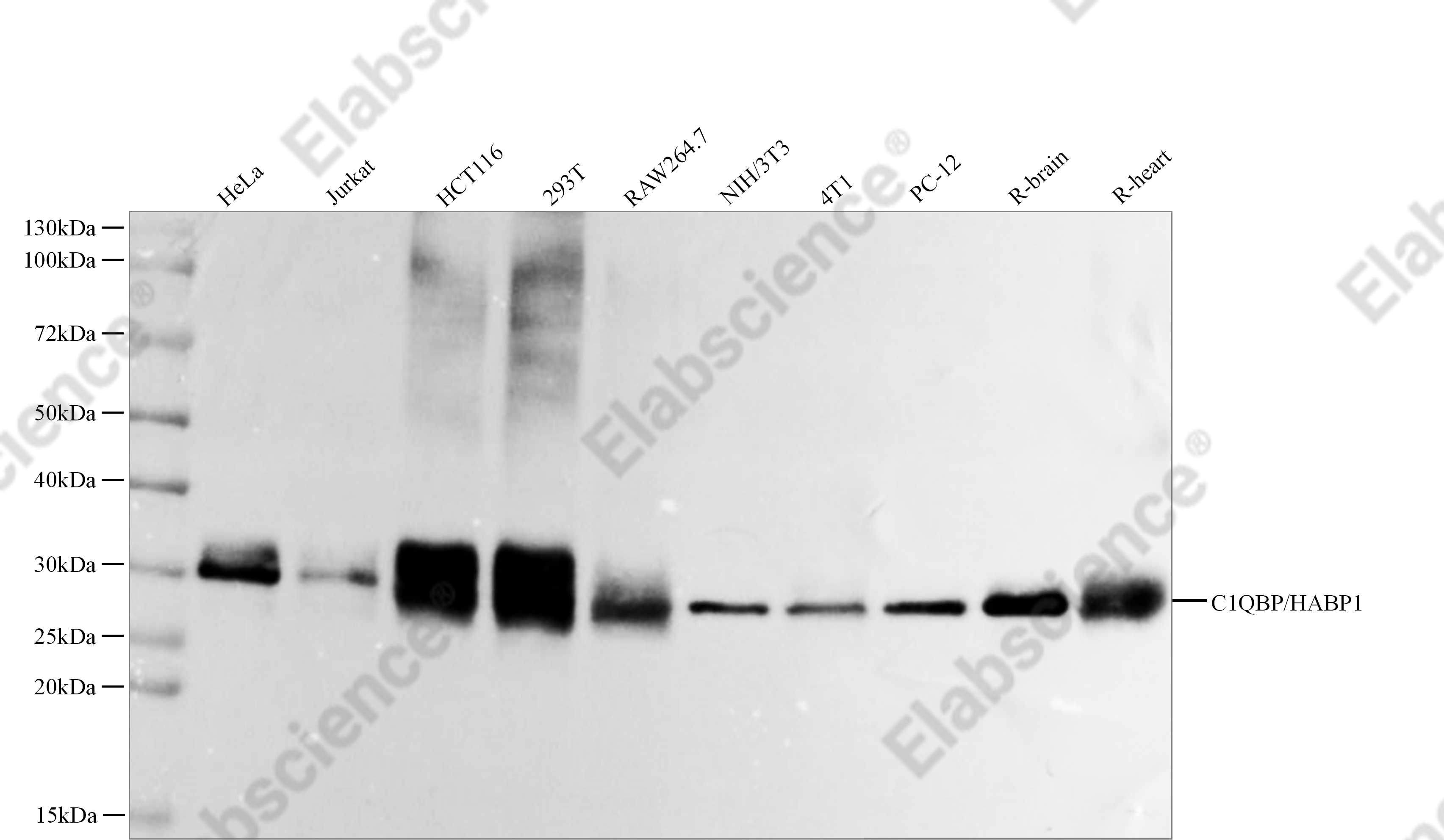 Recombinant C1QBP/HABP1 Monoclonal Antibody - 1