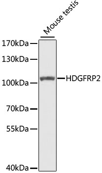 Western blot analysis of extracts of mouse testis using HDGFRP2 Polyclonal Antibody at 1:1000 dilution.