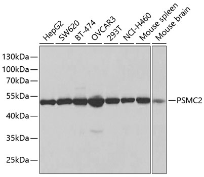 Western blot analysis of extracts of various cell lines using PSMC2 Polyclonal Antibody at 1:1000 dilution.