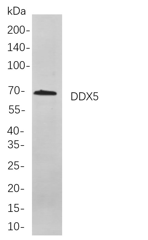 Recombinant DDX5 Monoclonal Antibody-searchlist-1
