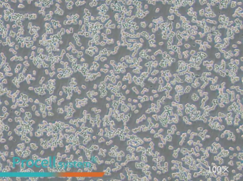 RAW 264.7-EGFP Cell Complete MediumRAW 264.7-EGFP Cell Complete Medium - 3