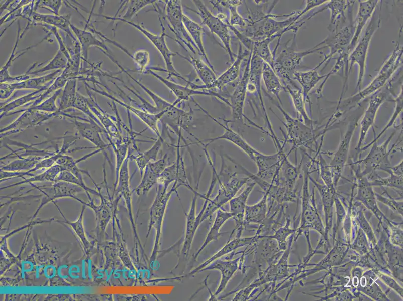 OP9 Cell Complete Medium - 6