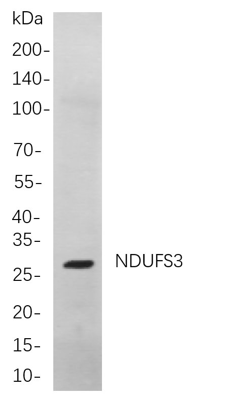 Recombinant NDUFS3 Monoclonal Antibody-searchlist-1