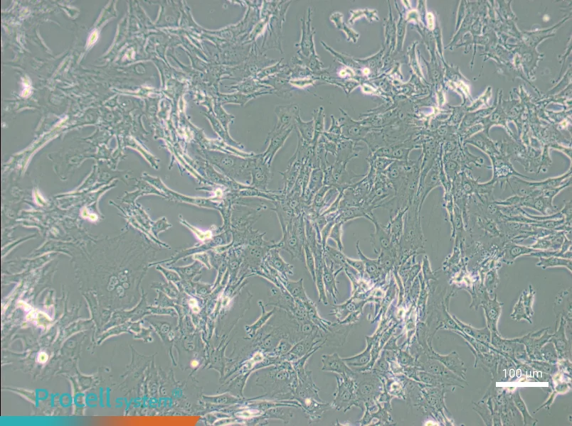 TtT/GF Cell Complete Medium - 1