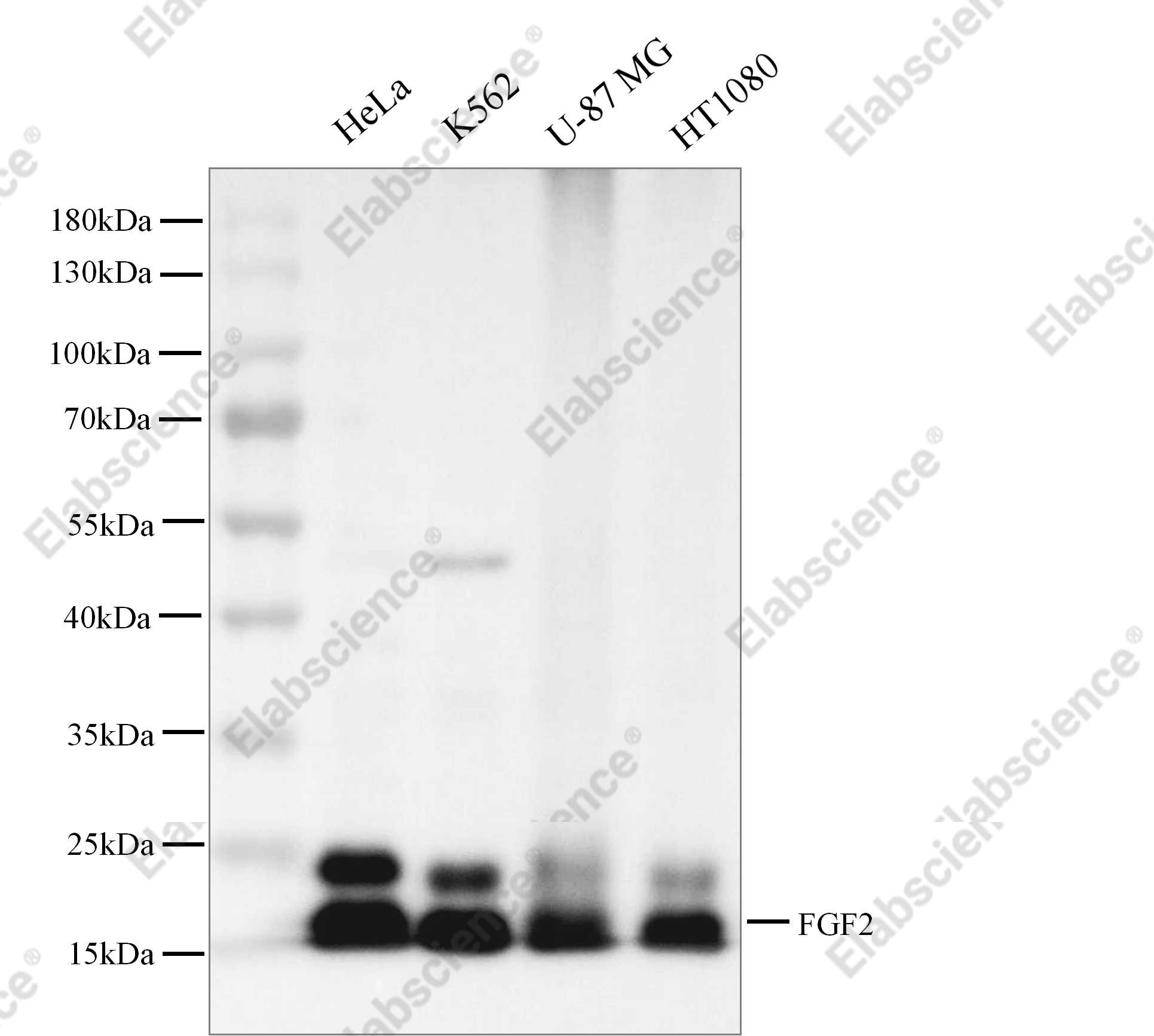 Recombinant bFGF/FGF2 Monoclonal Antibody - 1