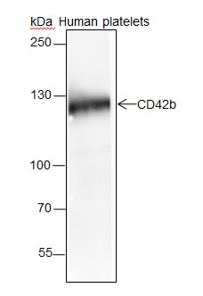 Recombinant CD42b Monoclonal Antibody-searchlist-1