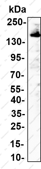 Recombinant Neurofascin Monoclonal Antibody - 4