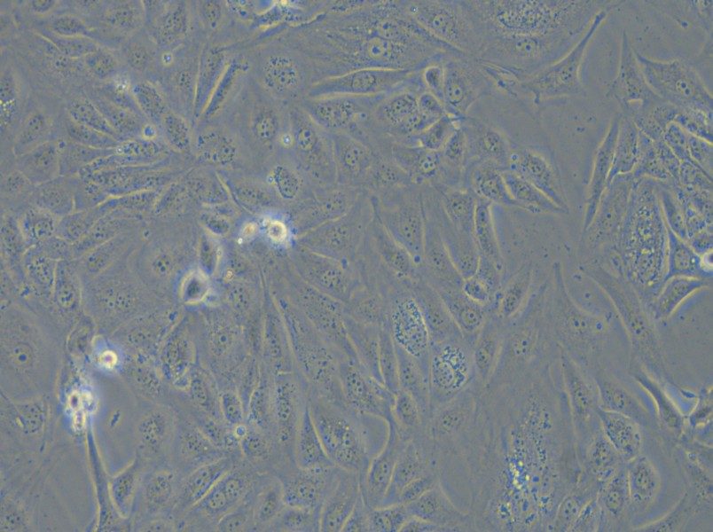 COV362 Cell Complete Medium - small - 4