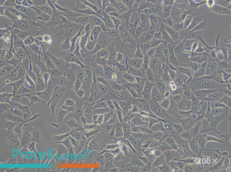 MDBK [NBL-1] Cell Complete Medium - 5