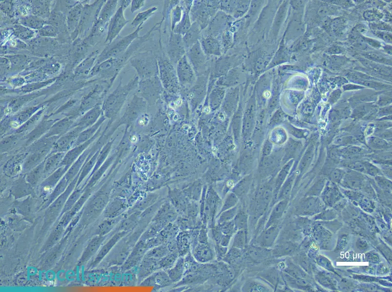 Rat Dental Pulp Stem Cell Complete Medium - 4