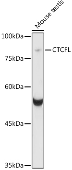 Western blot analysis of extracts of various cell lines using CTCFL Polyclonal Antibody at 1:1000 dilution.