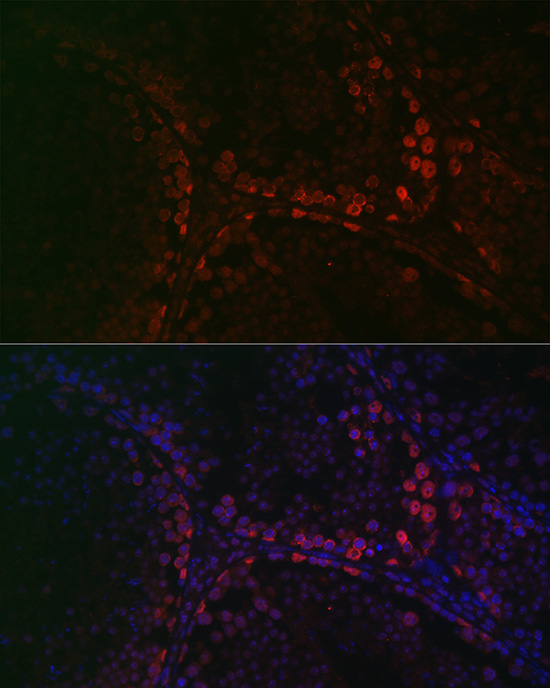 Immunofluorescence analysis of mouse testis using DAZL Polyclonal antibody at dilution of 1:100 (40x lens). Blue: DAPI for nuclear staining.