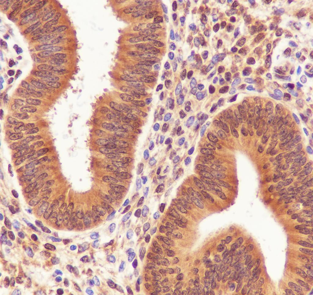 Recombinant CIRBP Monoclonal Antibody - small - 2
