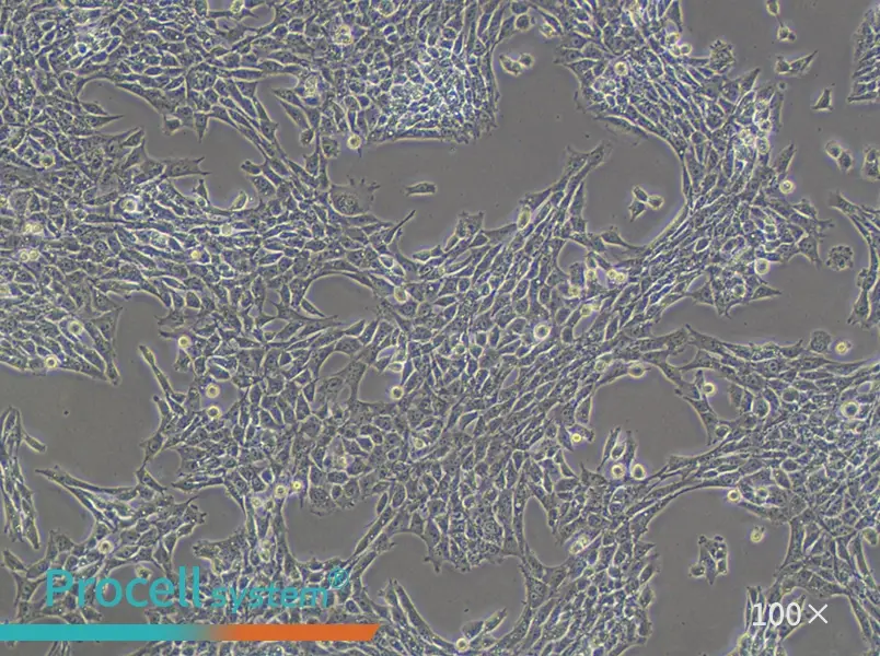 TM3 Cell Complete Medium - 2
