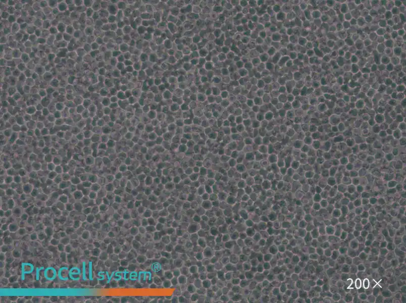 MOLT-4 Cell Complete Medium - small - 6