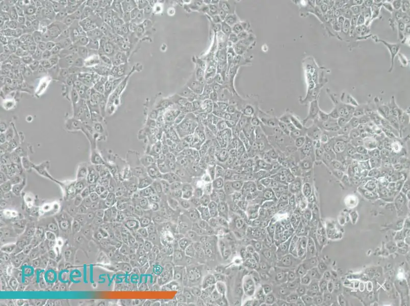 MCF-12A Cell Complete MediumMCF-12A Cell Complete Medium - 3