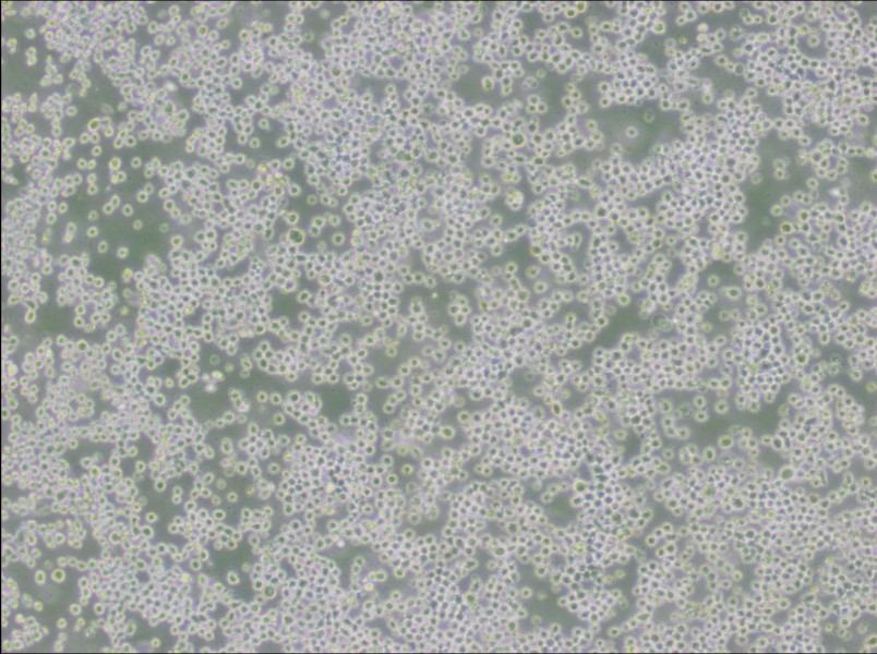 OKT 3 Cell Complete Medium-searchlist-1